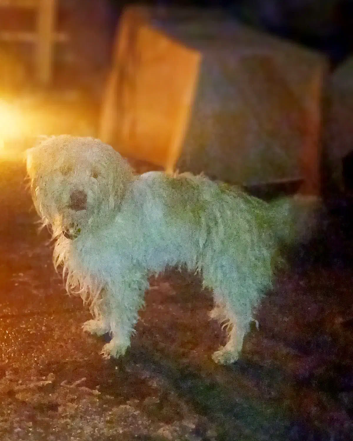 سگ پاکوتاه شیتزو|سگ|مشهد, امیر المومنین|دیوار