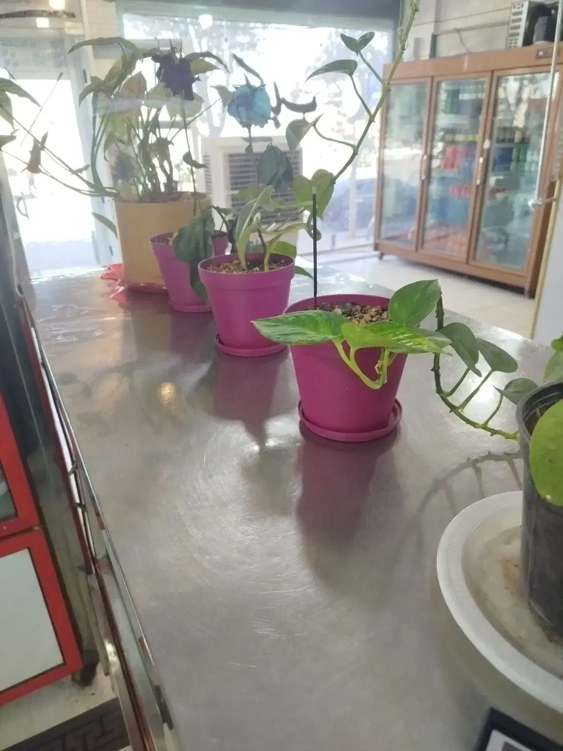 همکار خانم برای کباب سرا|استخدام خدمات فروشگاه و رستوران|زرند, |دیوار