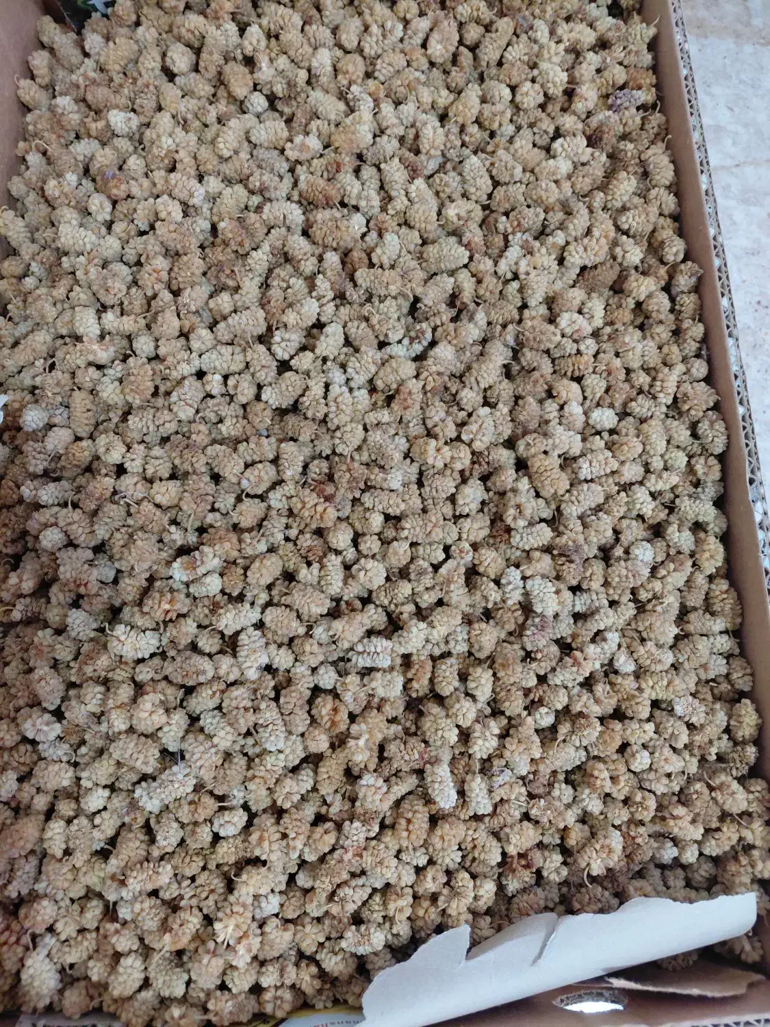 توت خشک سفید ودرشت|خوردنی و آشامیدنی|پاوه, |دیوار