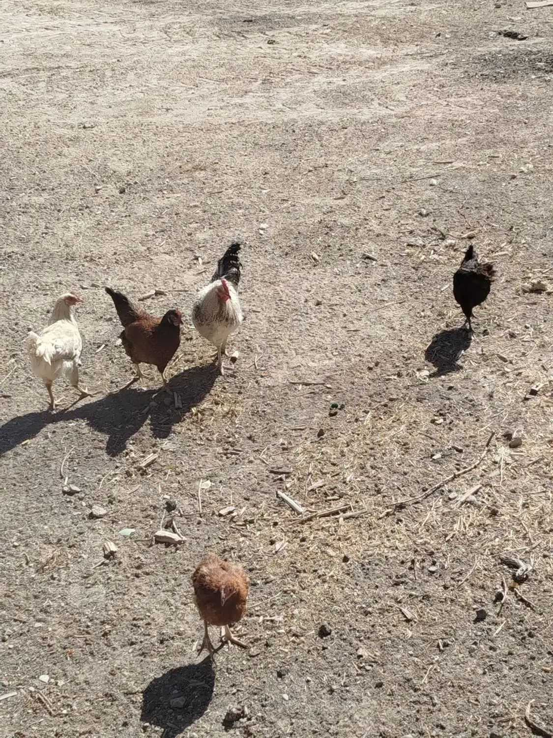 8عدد مرغ و خروس|حیوانات مزرعه|چنگ الماسی, |دیوار