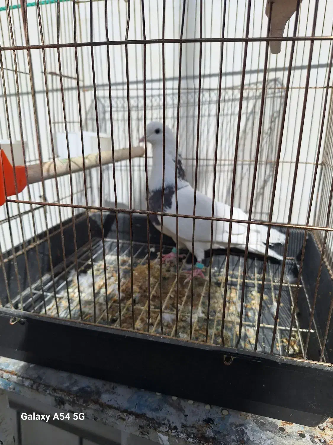 کبوترپیداشده|حیوانات|خرم‌آباد, |دیوار