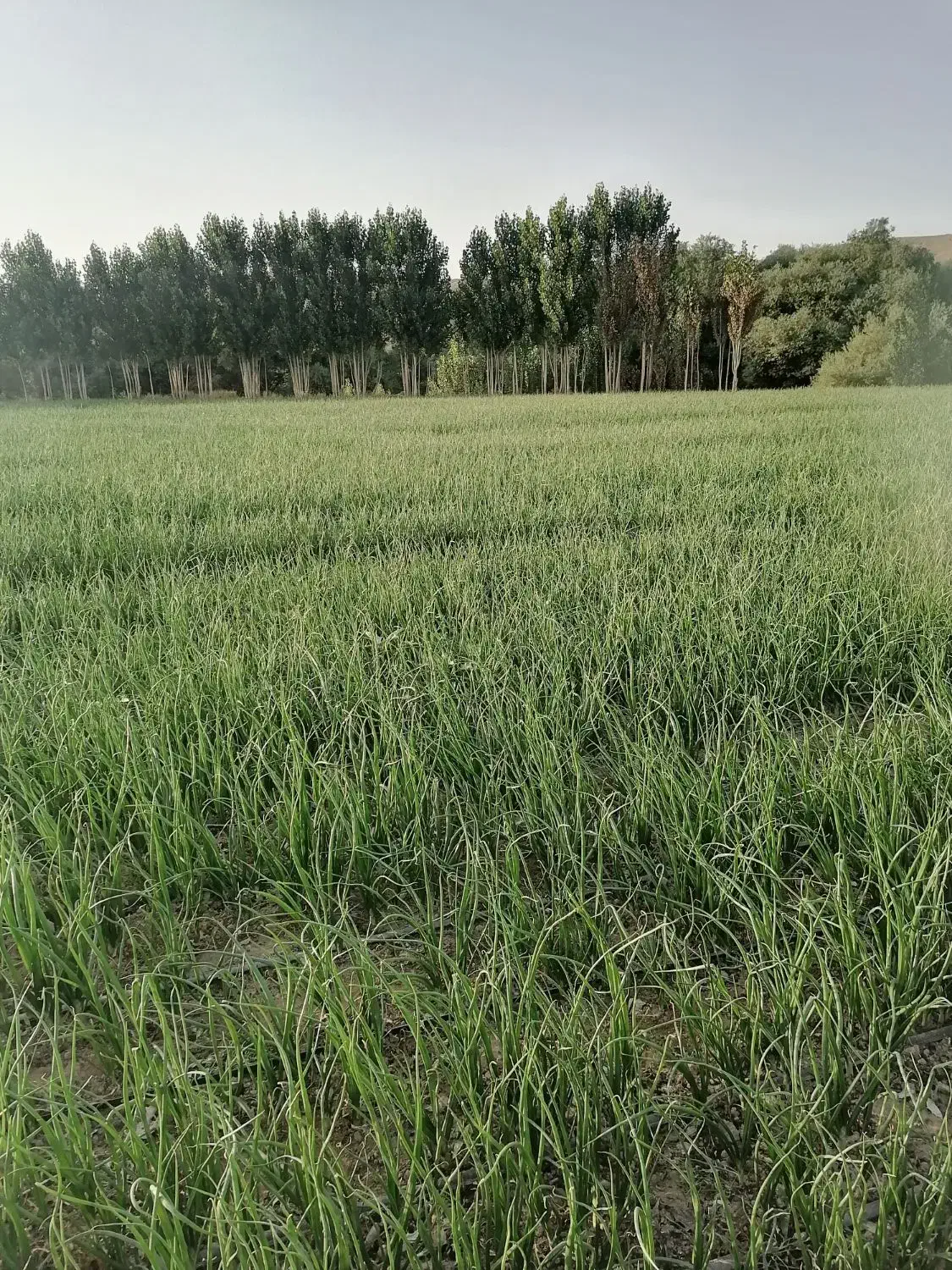 اجاره زمین کشاورزی|اجارهٔ کوتاه‌مدت ویلا و باغ|مهاباد (آذربایجان غربی), |دیوار