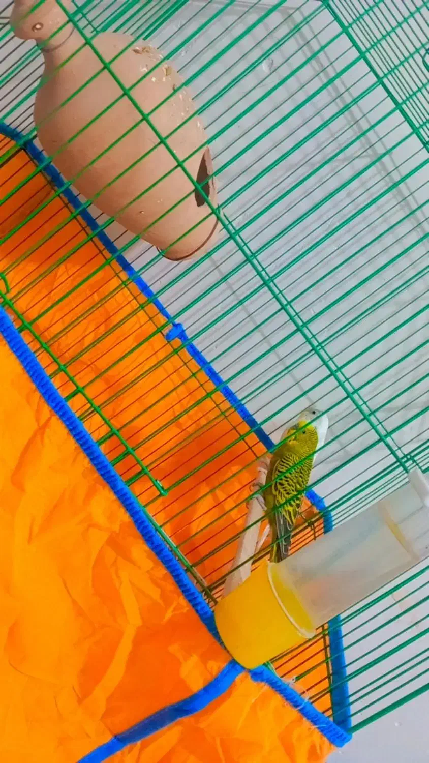 مرغ عشق جفت مولد با قفس|پرنده|ایرانشهر, |دیوار