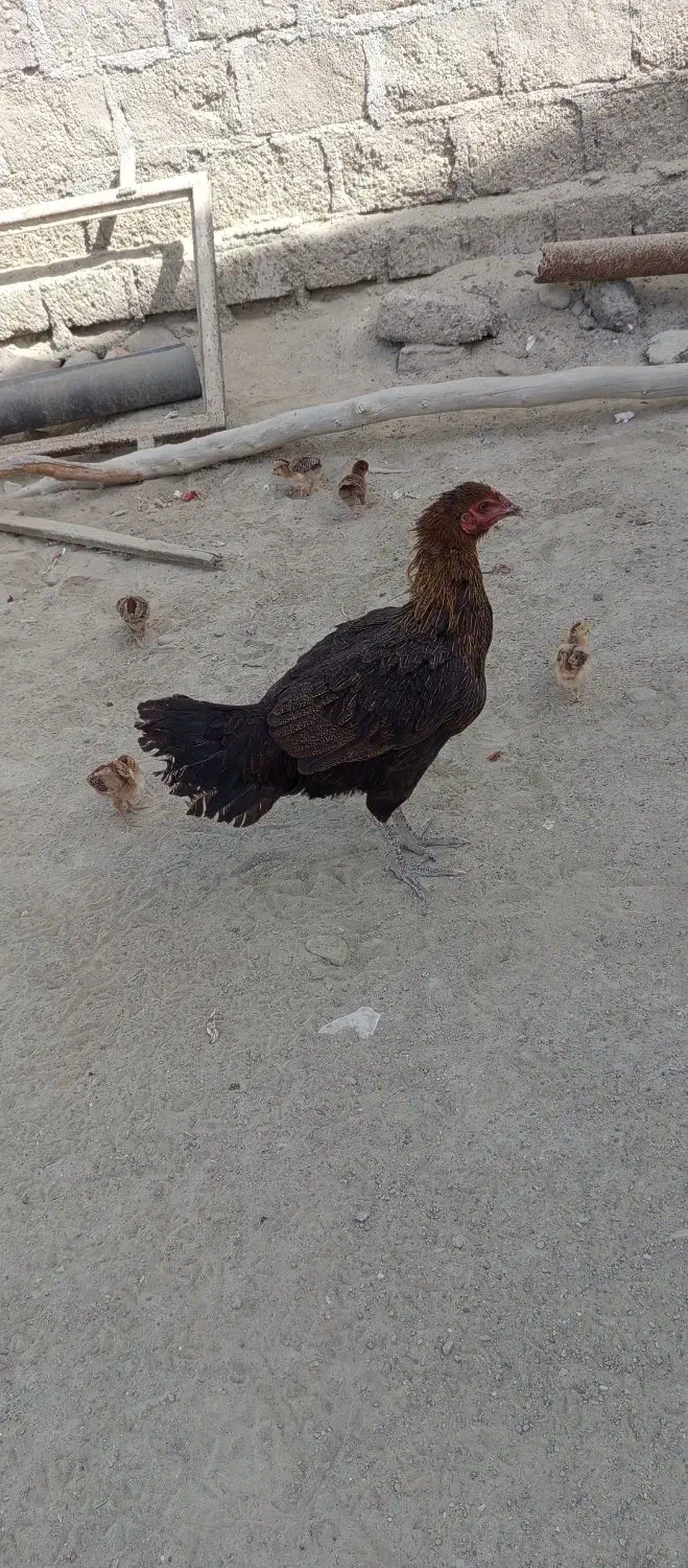 ۲ مرغ با ۵ جوجه فروشی با قیمت مناسب|حیوانات مزرعه|کنارک, |دیوار