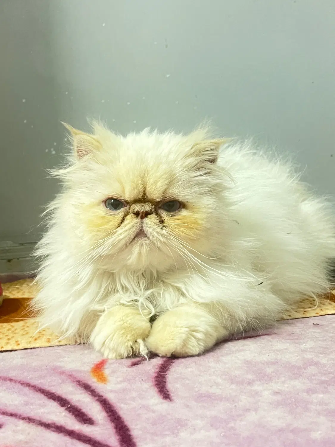 گربه|گربه|شیراز, معالی‌آباد|دیوار