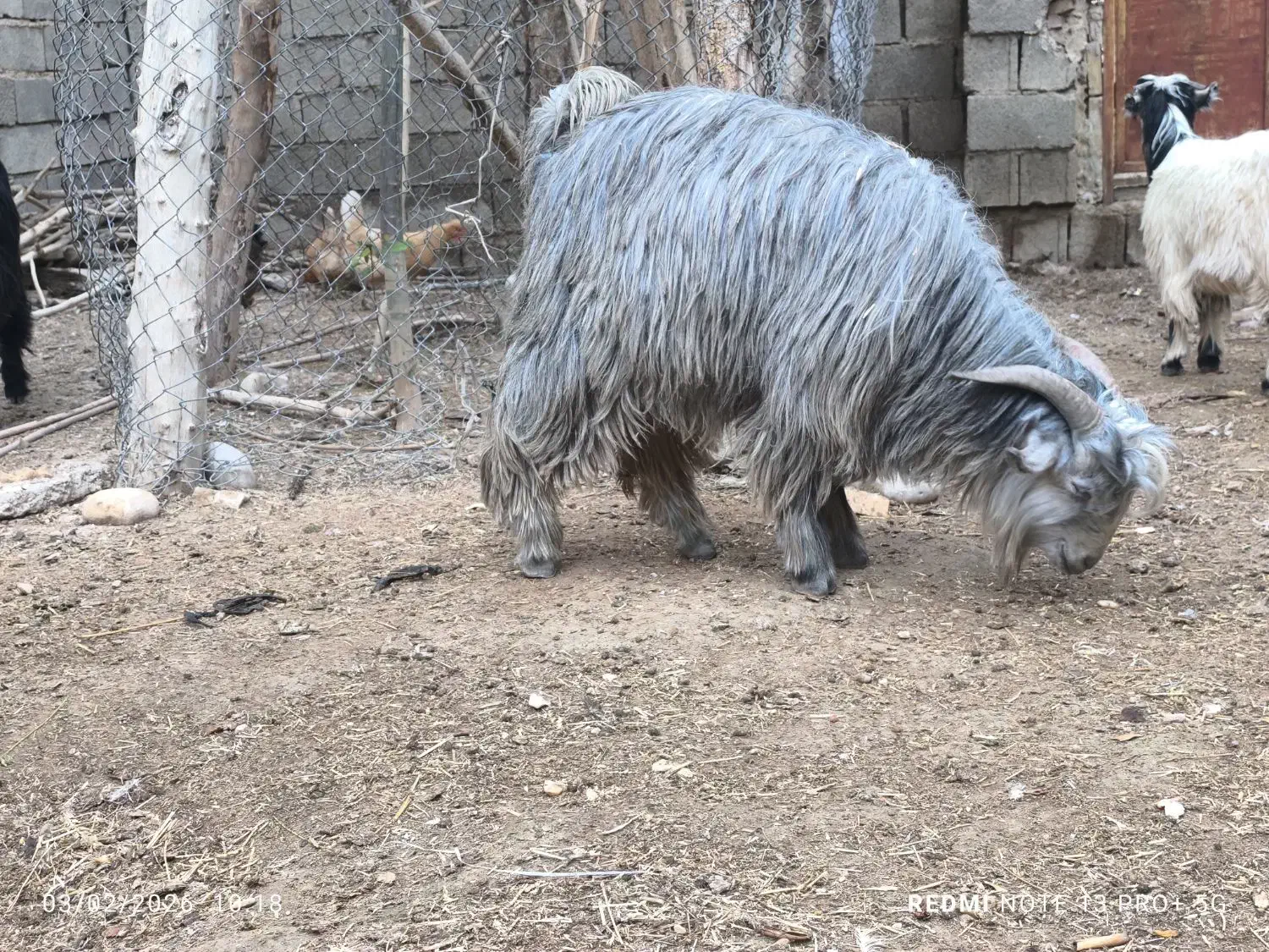 8 راس بیگ چاق|حیوانات مزرعه|شوشتر, |دیوار