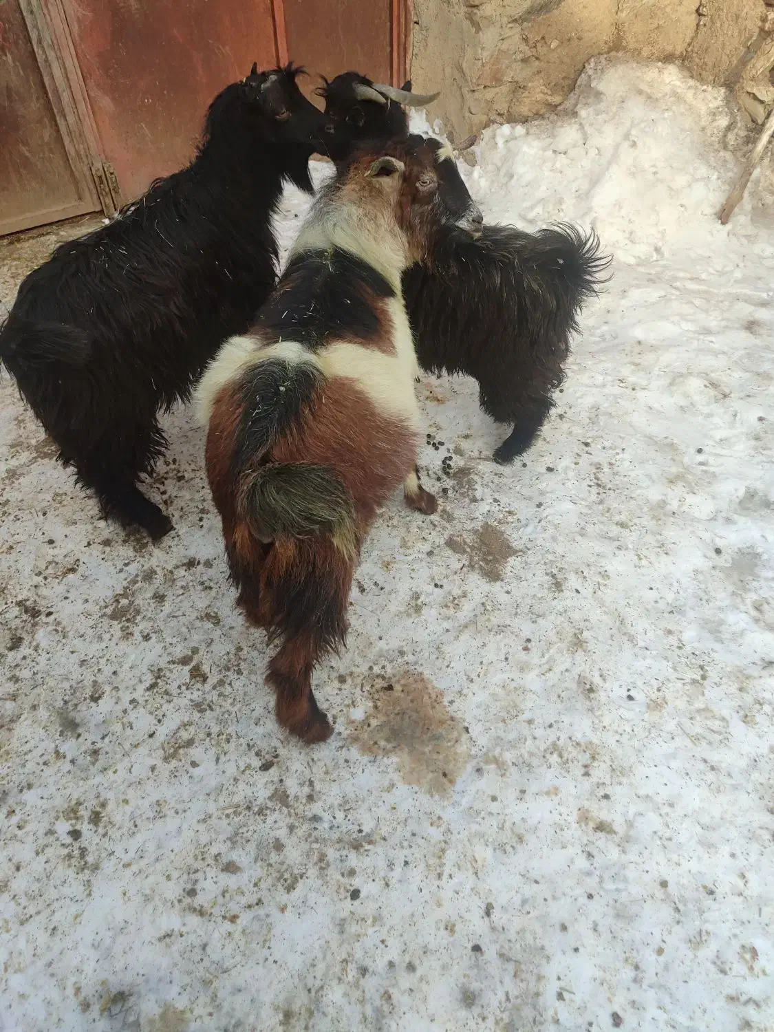 سه عدد گیسگ نر|حیوانات مزرعه|دهگلان, |دیوار