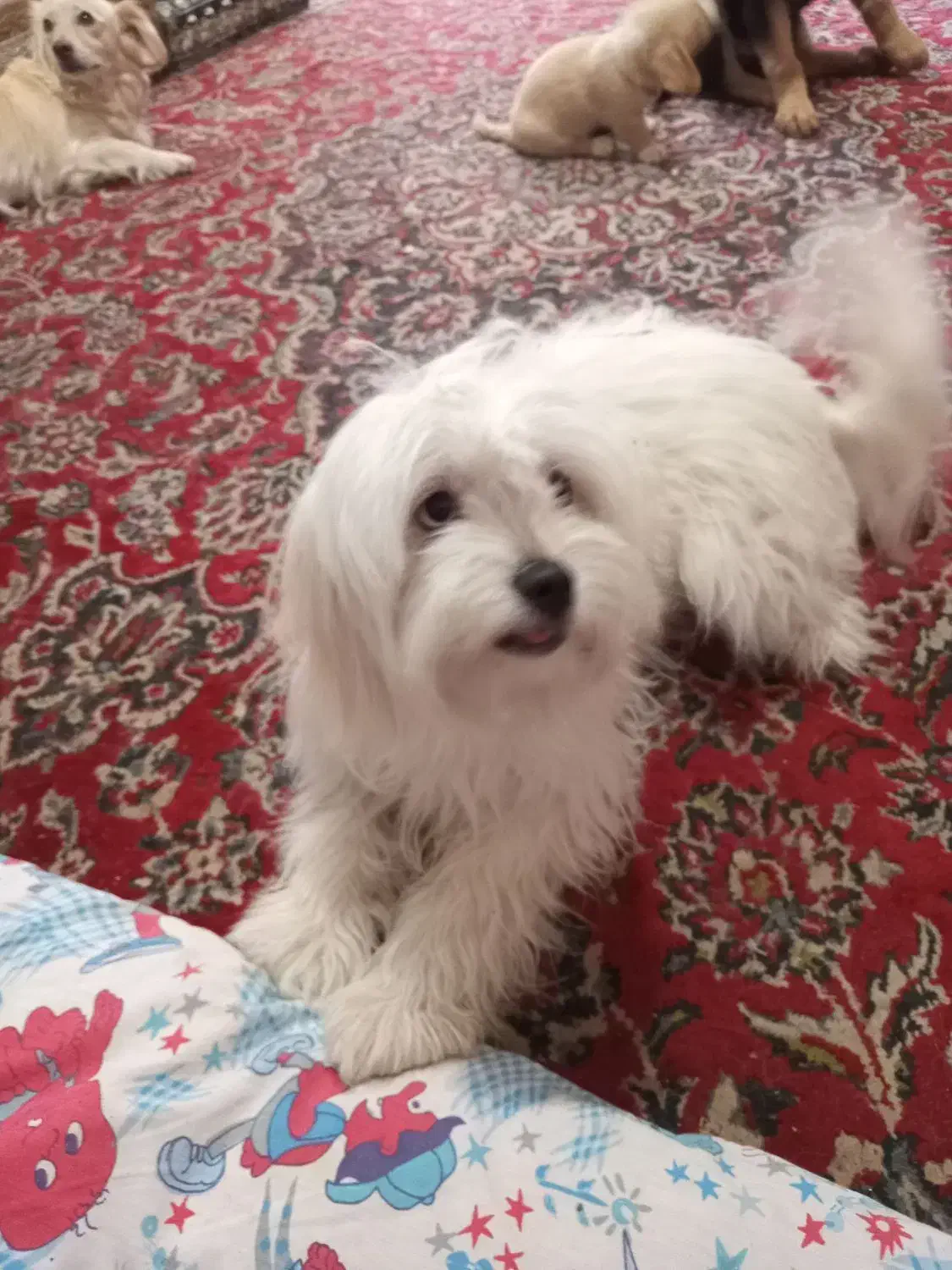 سگ پیداشده|سگ|شهرضا, |دیوار