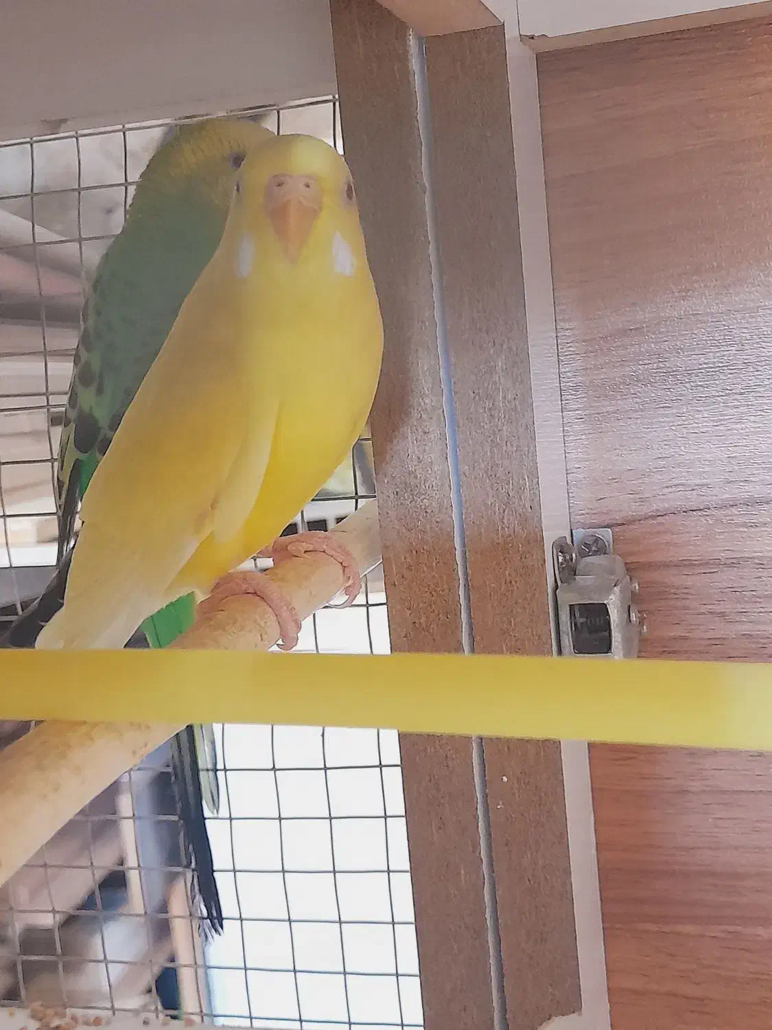 مرغ عشق|پرنده|مسجد سلیمان, |دیوار