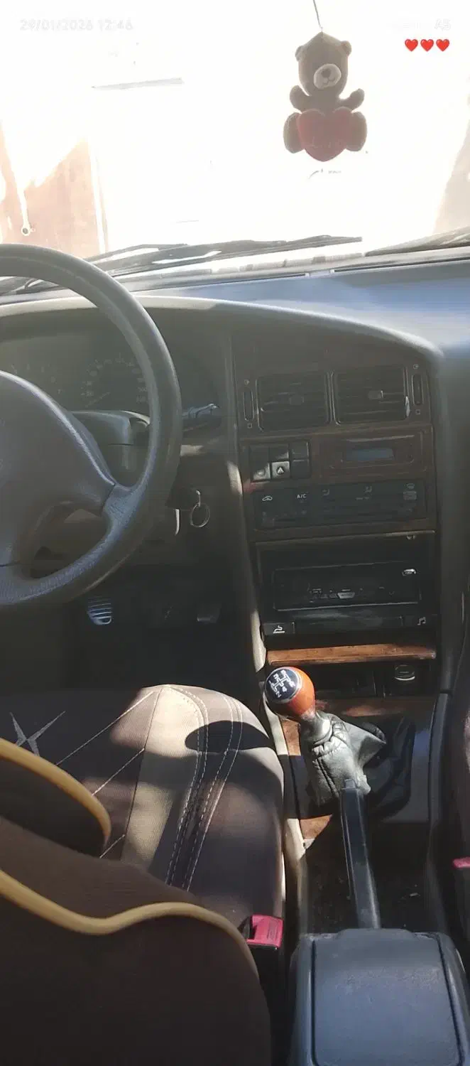 طوطی|پرنده|بم, |دیوار