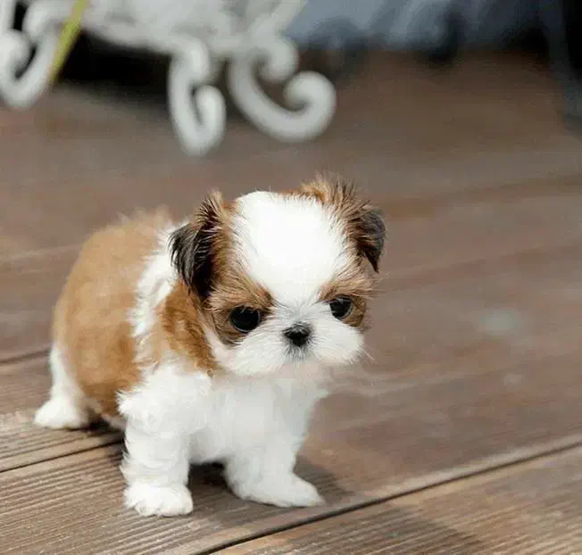 شیتزو وایت فیس|سگ|تهران, ولنجک|دیوار