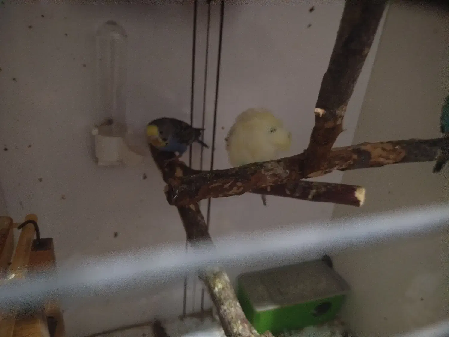 2 جفت مرغ عشق بالغ|پرنده|پارس‌آباد, |دیوار