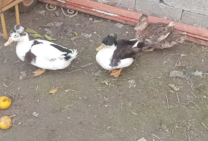 ۴ عدد اردک کاکلی نژاد دار.کاکل درشت وزیبا|حیوانات مزرعه|آستانه اشرفیه, |دیوار