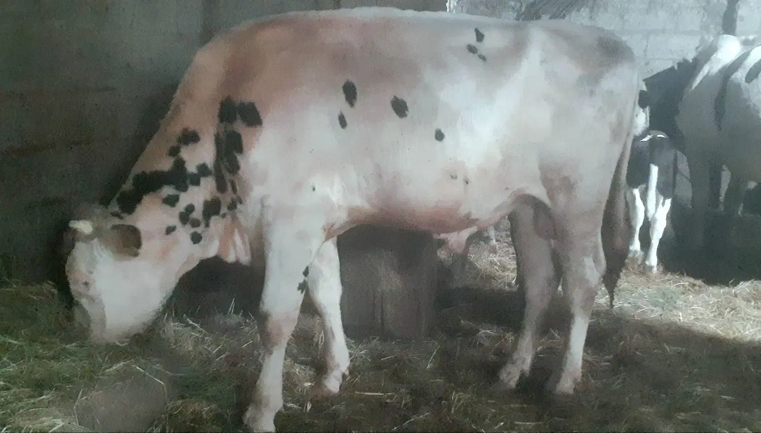 گاو نر دورگ|حیوانات مزرعه|صومعهسرا, |دیوار