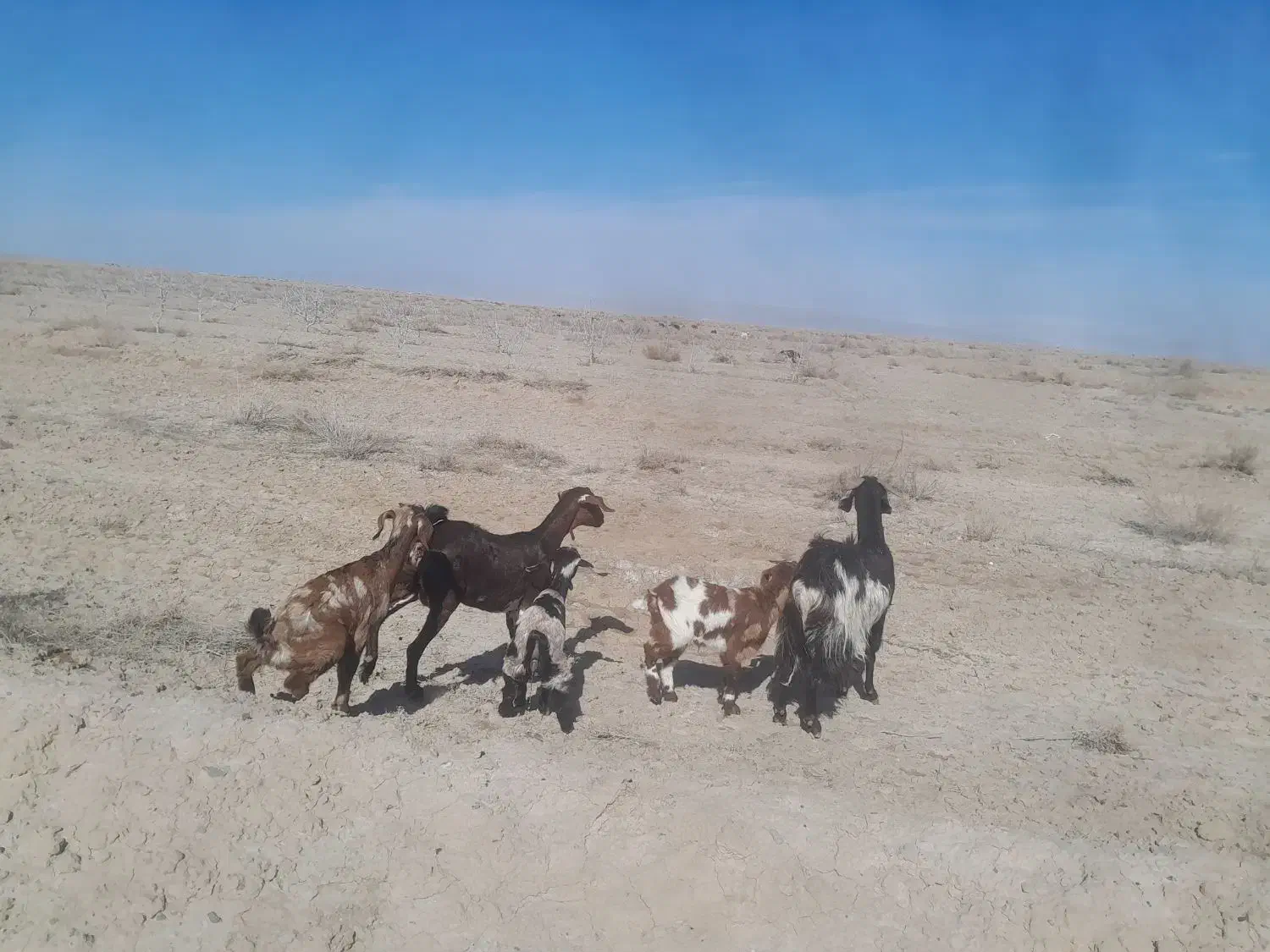 بز جوان|حیوانات مزرعه|نیشابور, خیام|دیوار