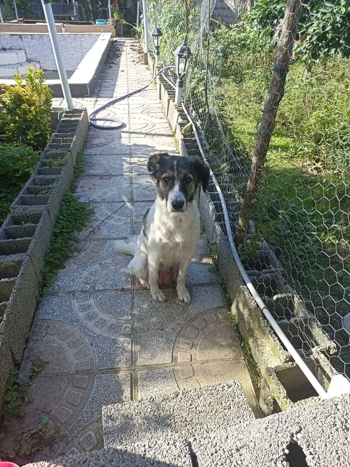 توله دورگه|سگ|کوچصفهان, |دیوار