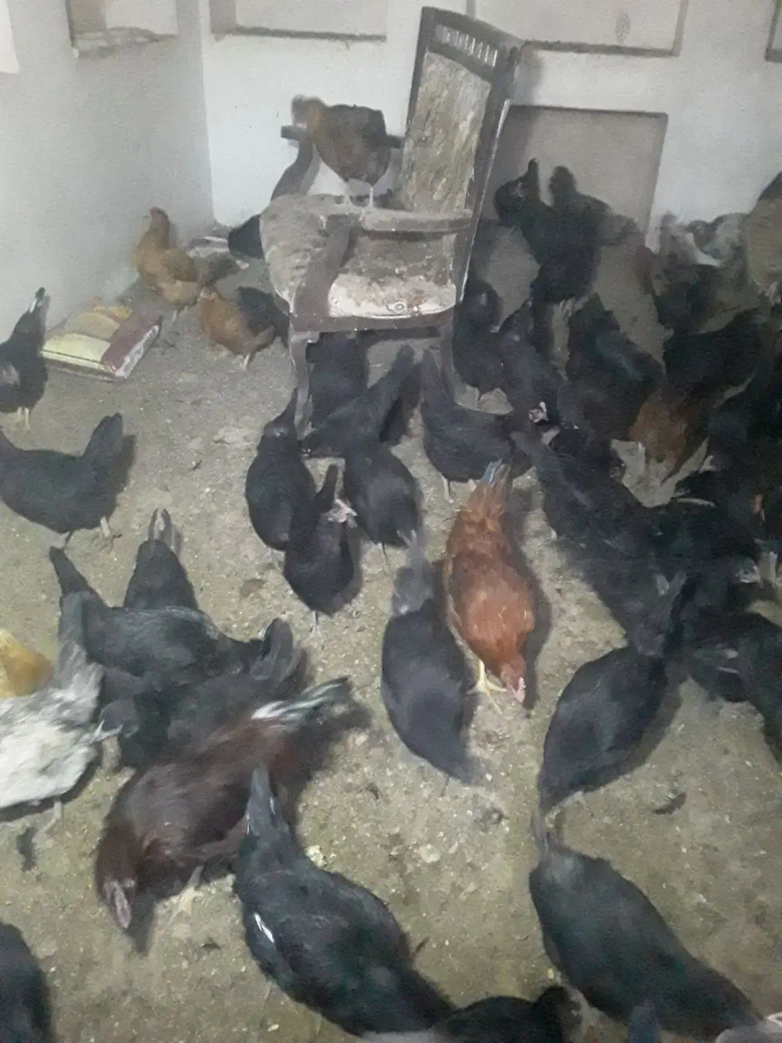 مرغ و خروس|حیوانات مزرعه|بروجن, |دیوار