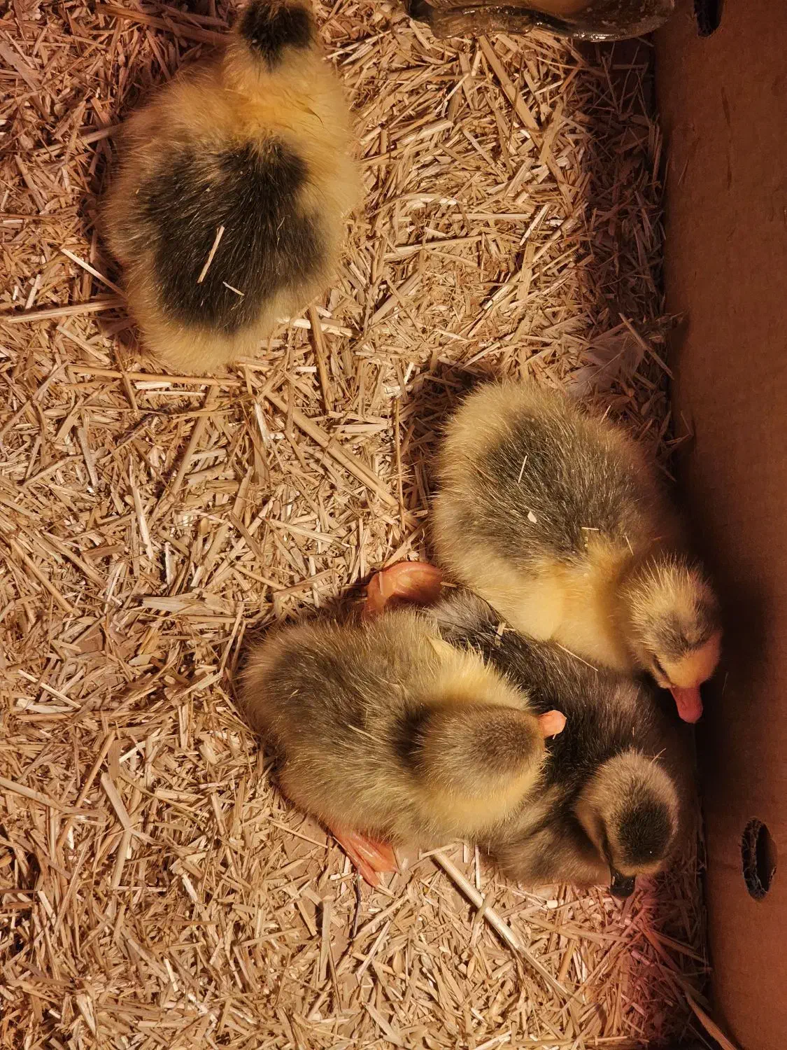 جوجه غاز و ...|حیوانات مزرعه|بهبهان, |دیوار