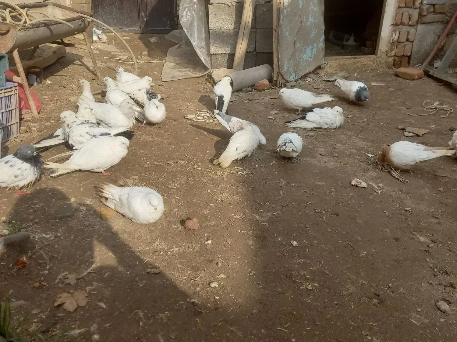 کفتر|پرنده|گوگان, |دیوار