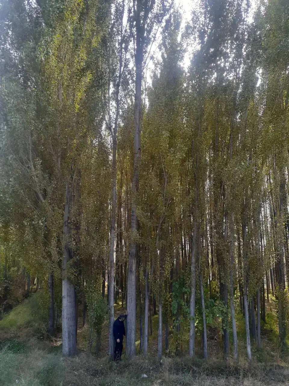 نـهـالهـای استاندارد / باردهی واقعی|خدمات باغبانی و درختکاری|کرج, کرج نو|دیوار