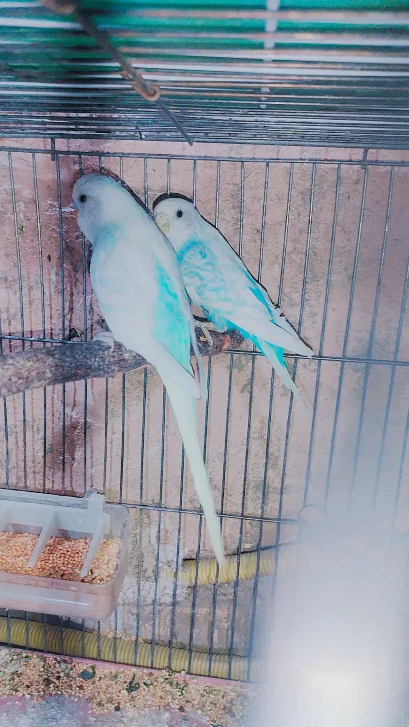 انواع مرغ عشق نژاد و درجه یک جوجه و بالغ جفت وتک|پرنده|سیرجان, |دیوار