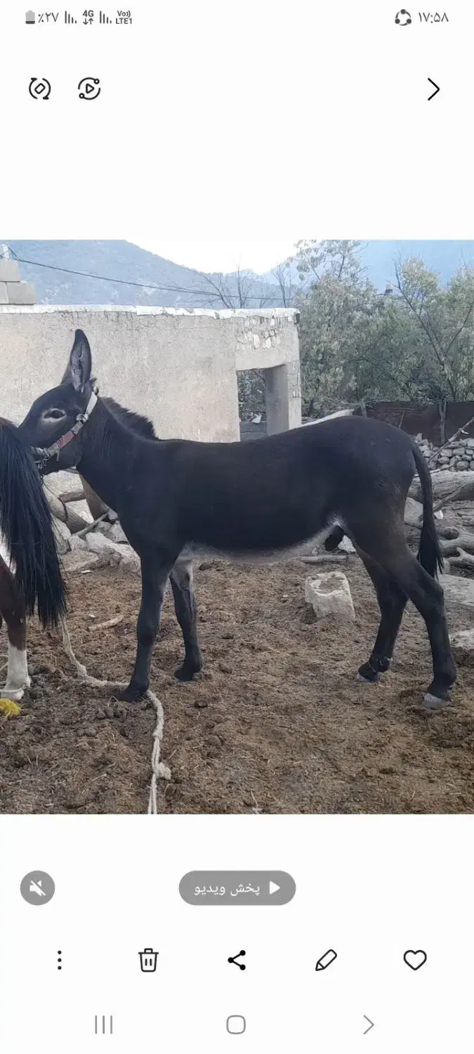 الاغ فروش|حیوانات مزرعه|لوداب, |دیوار