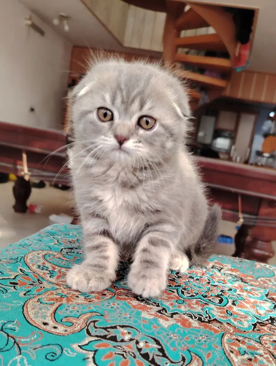 گربه اسکاتیش  و بریتیش|گربه|اصفهان, سعادت‌آباد|دیوار