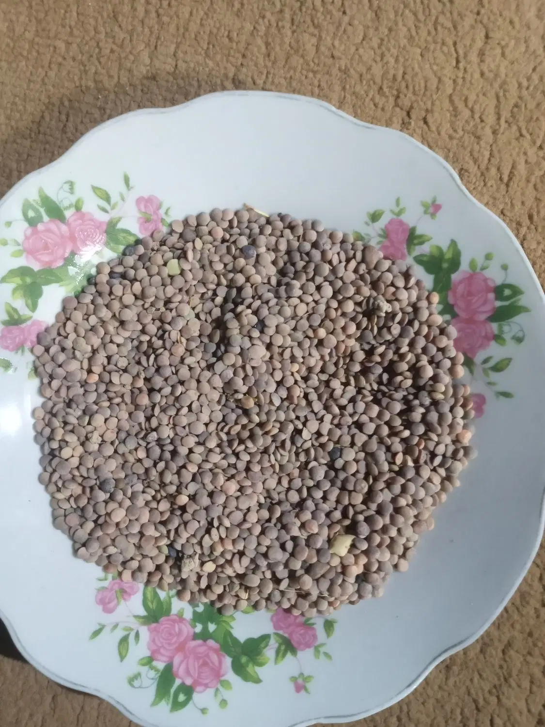 حبوبات عمده فروشی|گل و گیاه طبیعی|کوهدشت, |دیوار