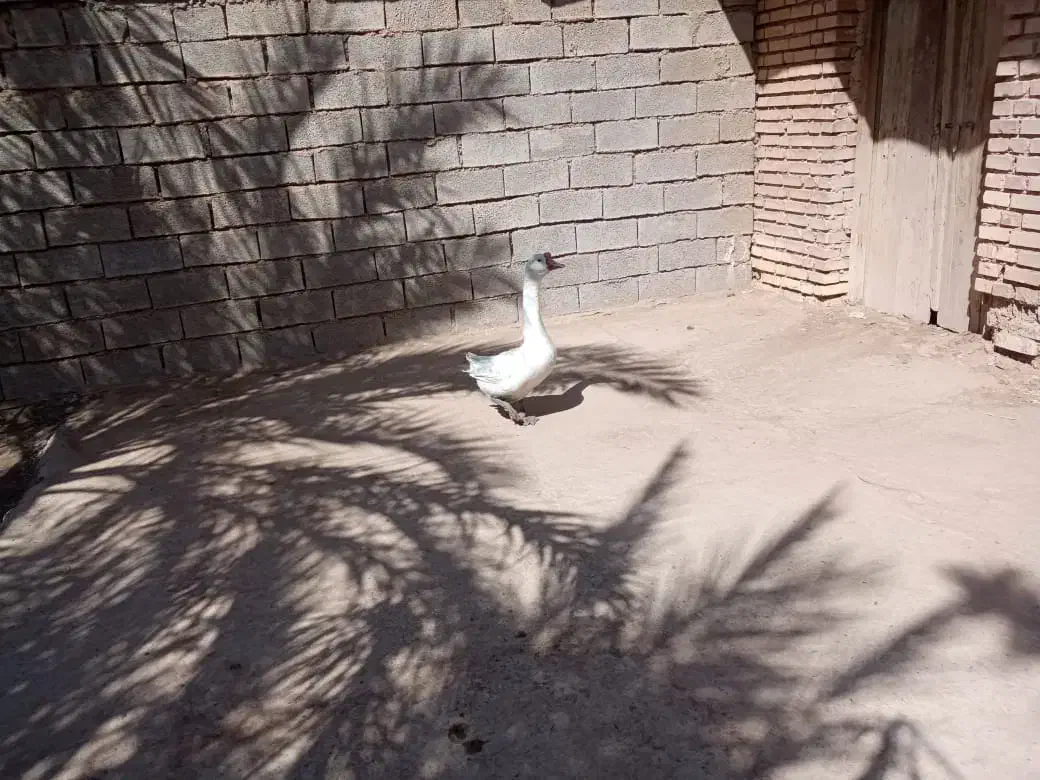 چویبده|حیوانات مزرعه|آبادان, |دیوار