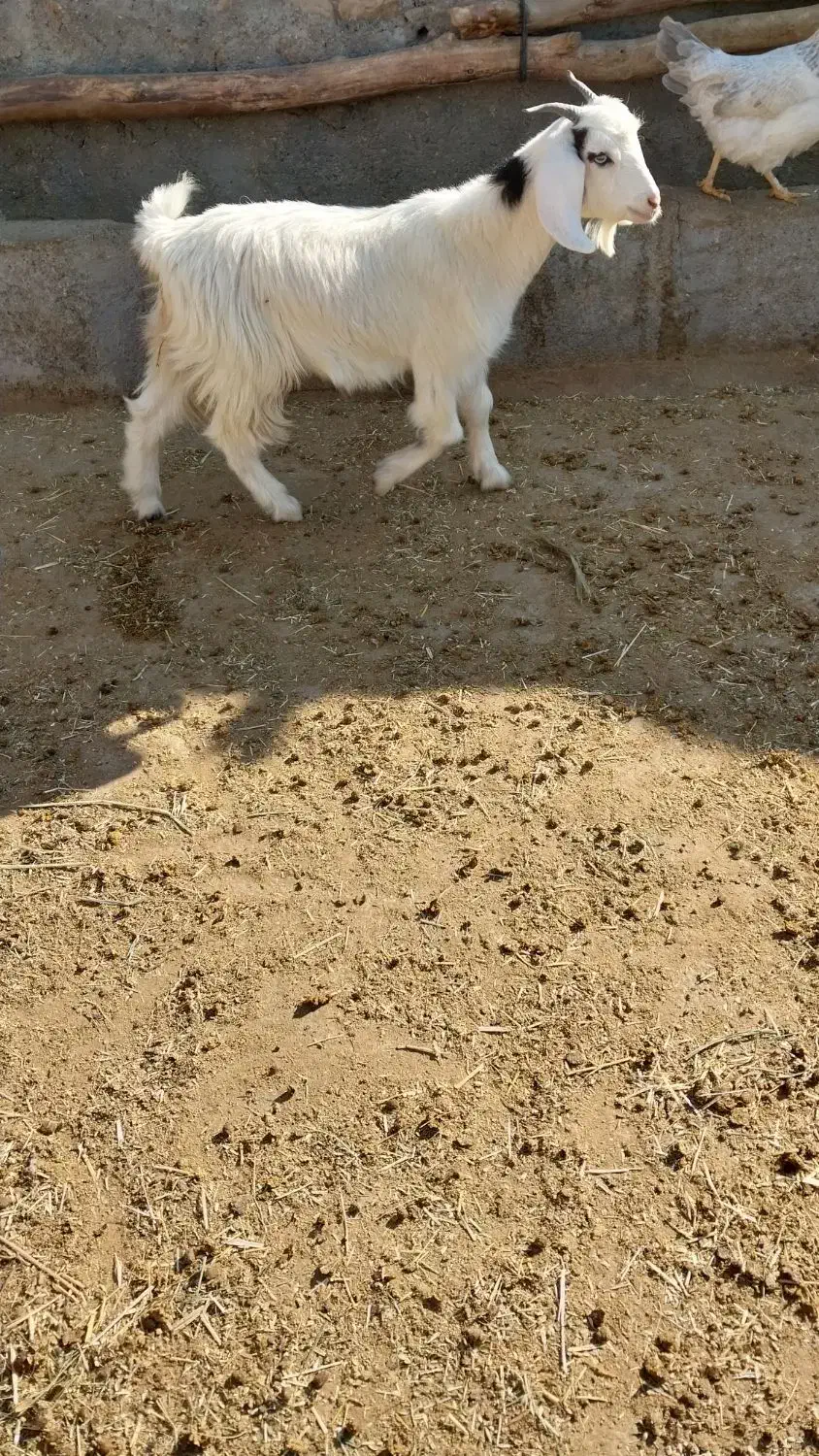 بزغاله وقوچ افشاری داشتی|حیوانات مزرعه|اندیمشک, |دیوار