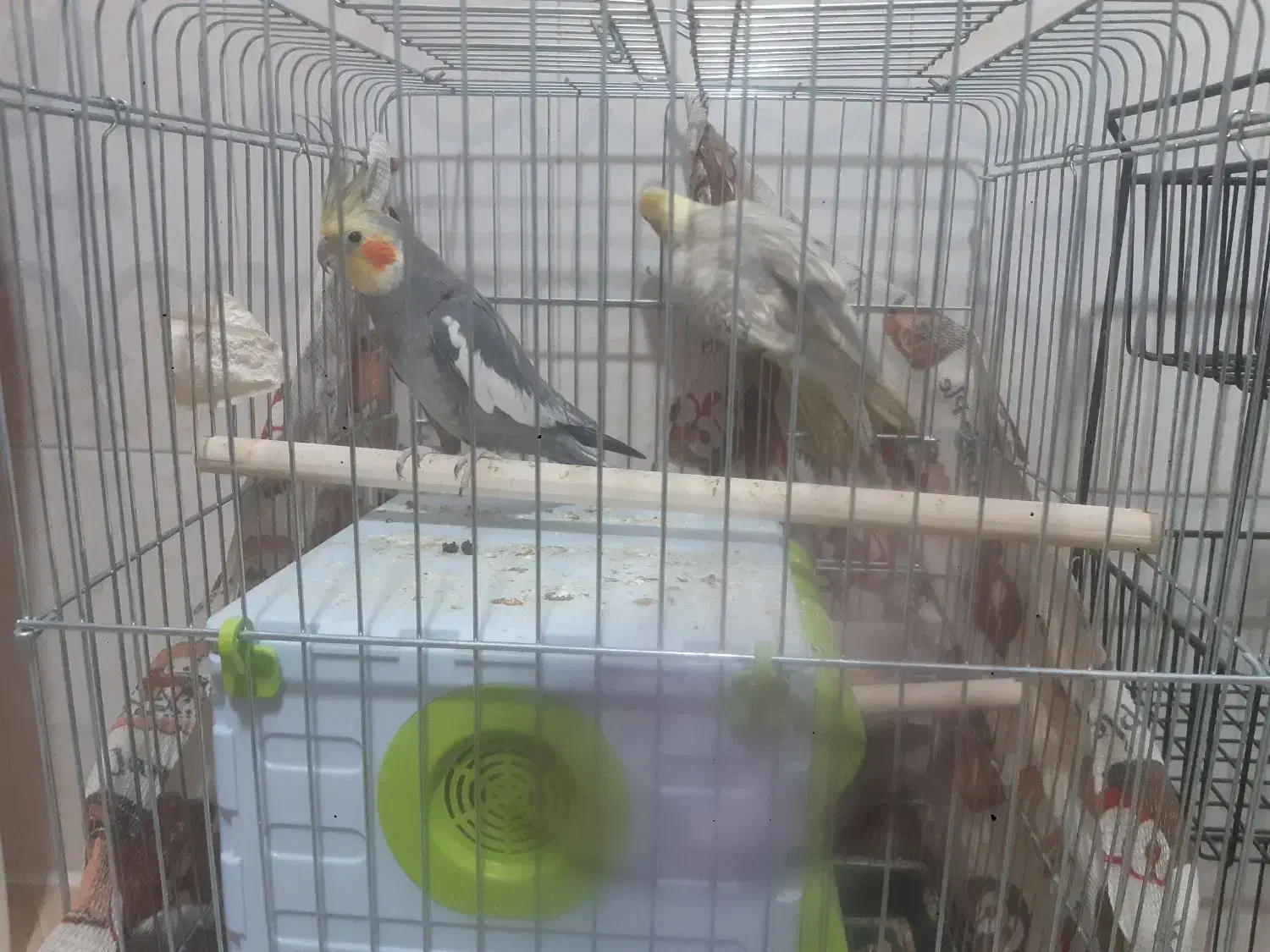 طوطی عروس بالغ|پرنده|محمدیه-قزوین, |دیوار