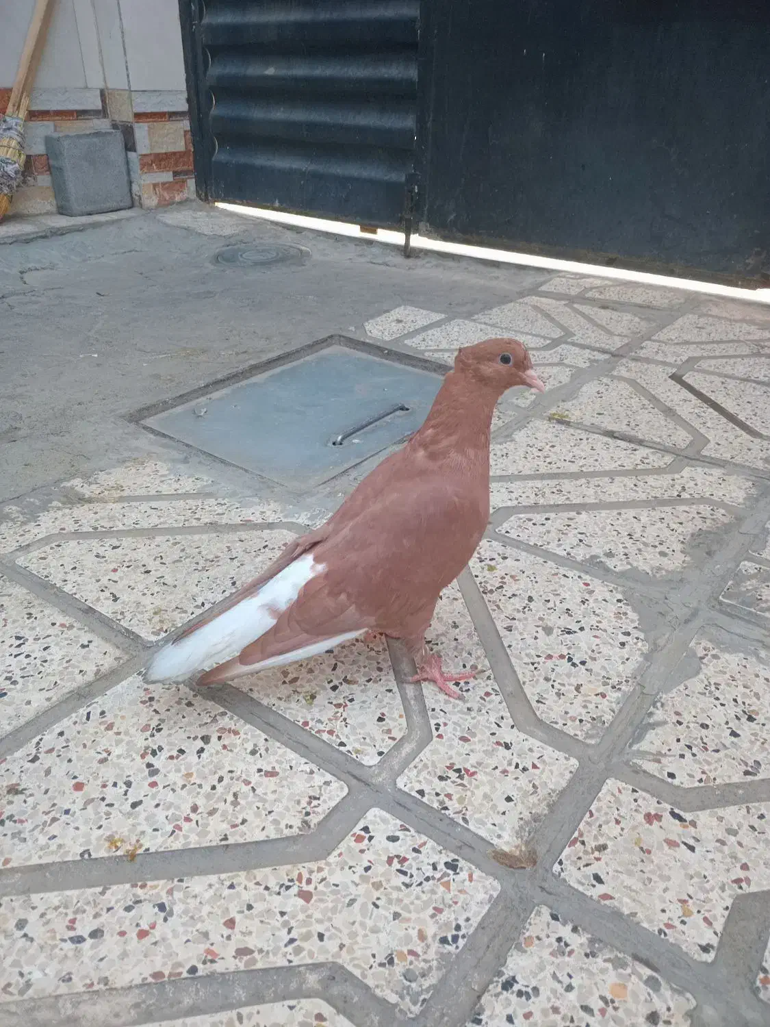 میزعسلی،دمسفید،طوقی،یهودی|مبلمان خانگی و میز عسلی|مشهد, موعود|دیوار