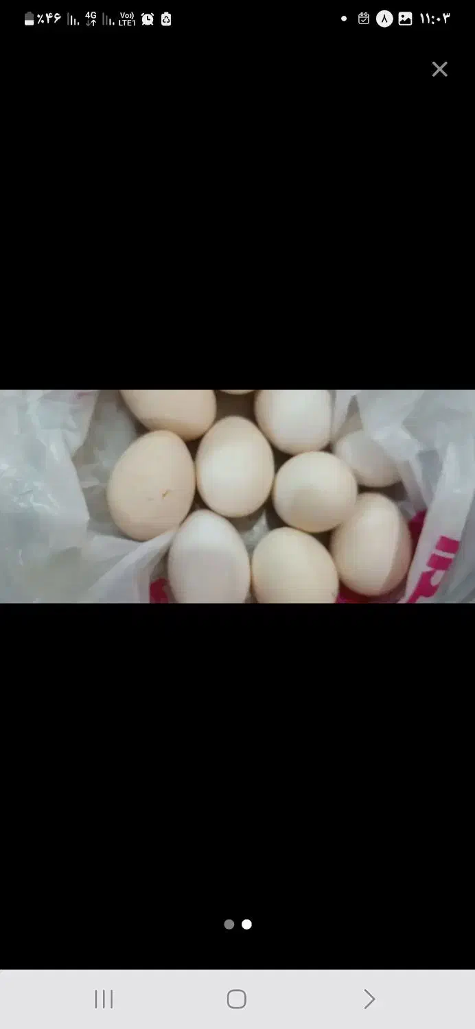 تخم مرغ محلی|خوردنی و آشامیدنی|اهواز, کمپلو جنوبی|دیوار