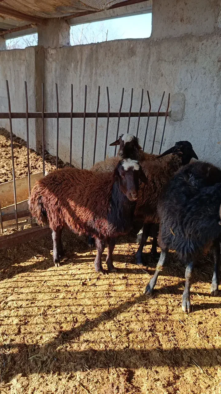 میش چاق|حیوانات مزرعه|هشتگرد, تهران دشت|دیوار