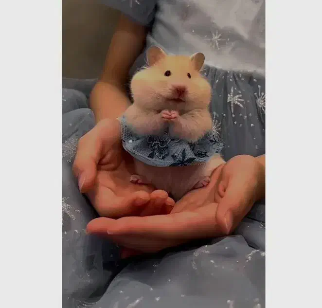 همستر پشمالو|موش و خرگوش|مشهد, امام خمینی|دیوار