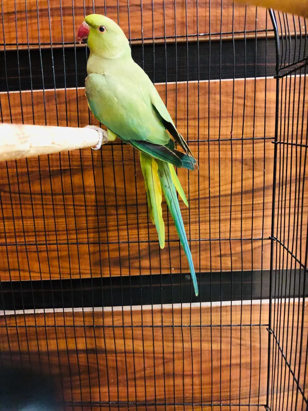 طوطی ملنگو یکساله|پرنده|تهران, ایرانشهر|دیوار