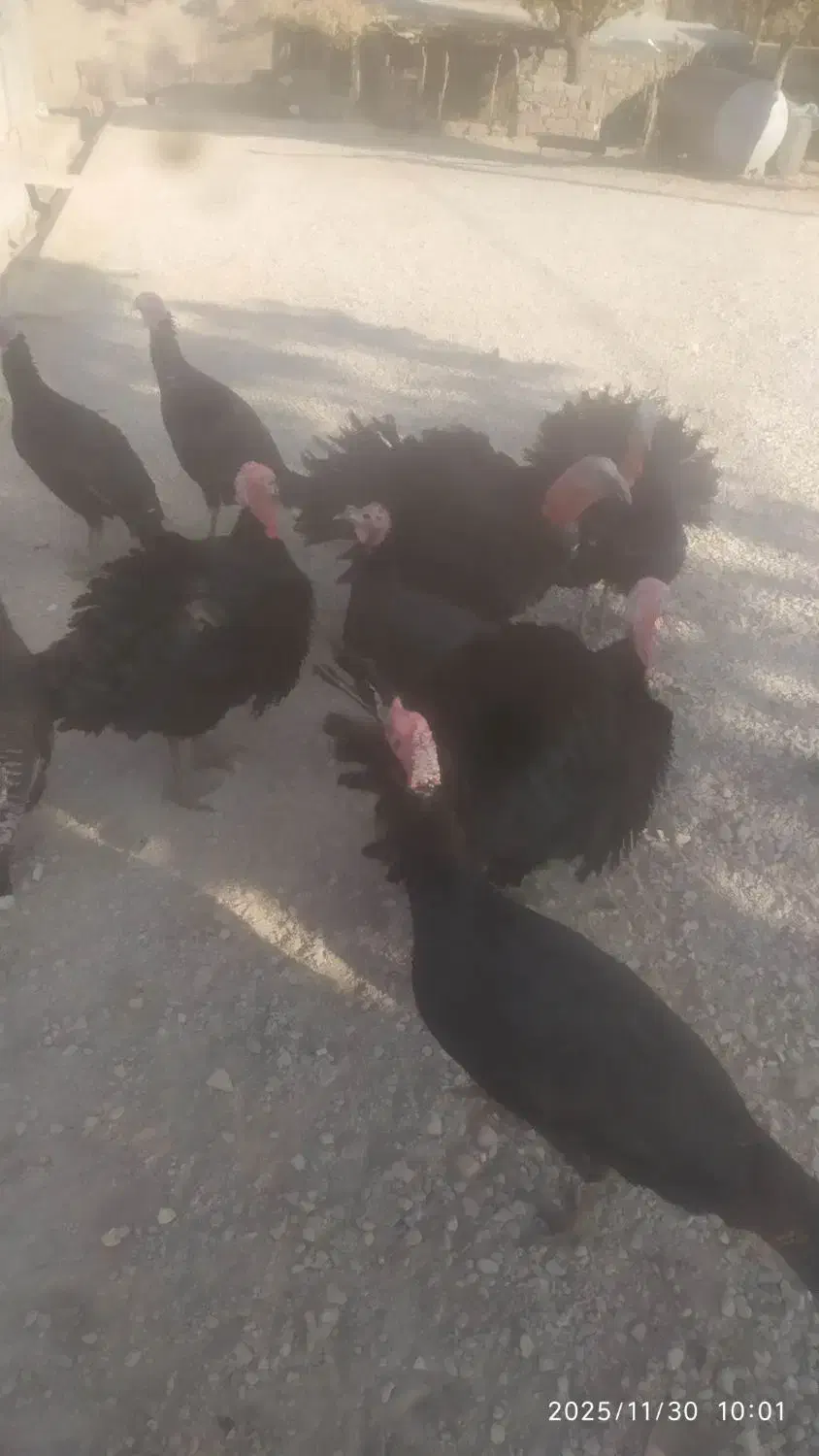 بوقلمون محلی 10 ماهه|حیوانات مزرعه|دیشموک, |دیوار