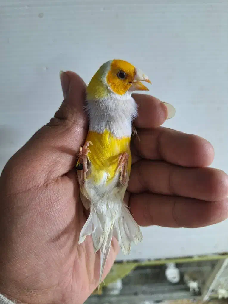 فنچ گلدین و کینگ و کوتوله مولد و سرلاکی و قناری|پرنده|اصفهان, دوطفلان|دیوار