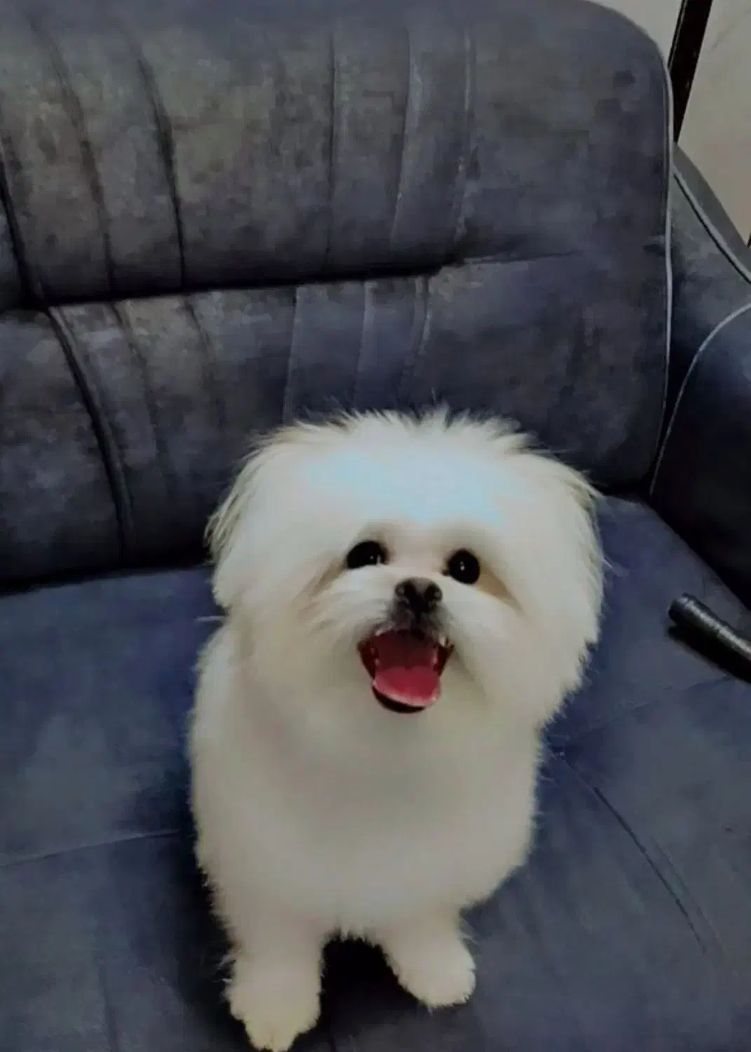 سگ نژاد مالتیز|سگ|خمینیشهر, |دیوار