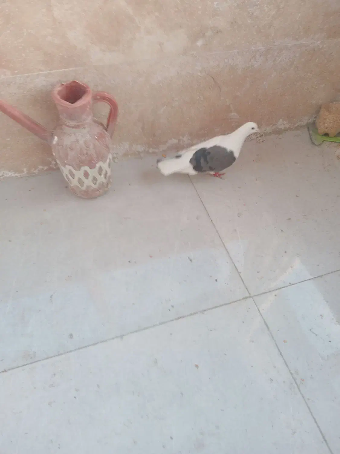 کفتر|پرنده|ملارد, |دیوار