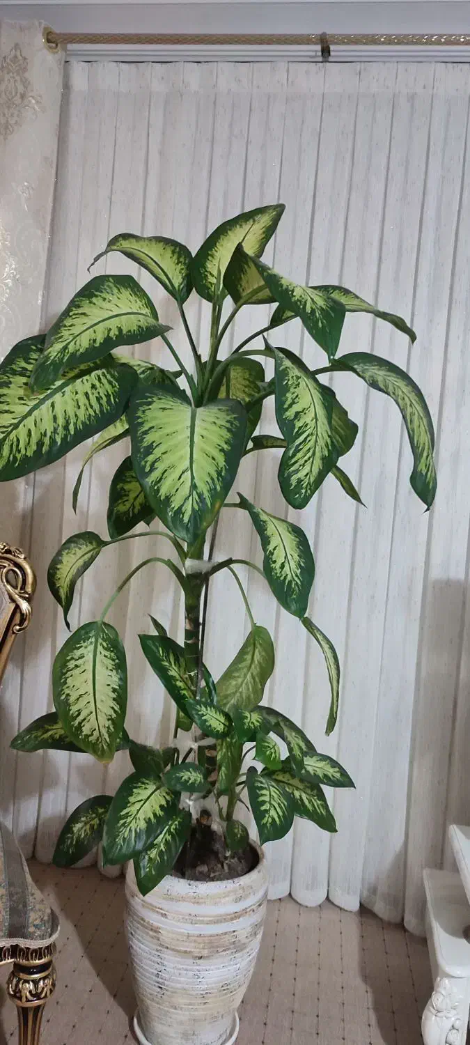 گل  دیفن باخیا|گل و گیاه طبیعی|مریوان, |دیوار