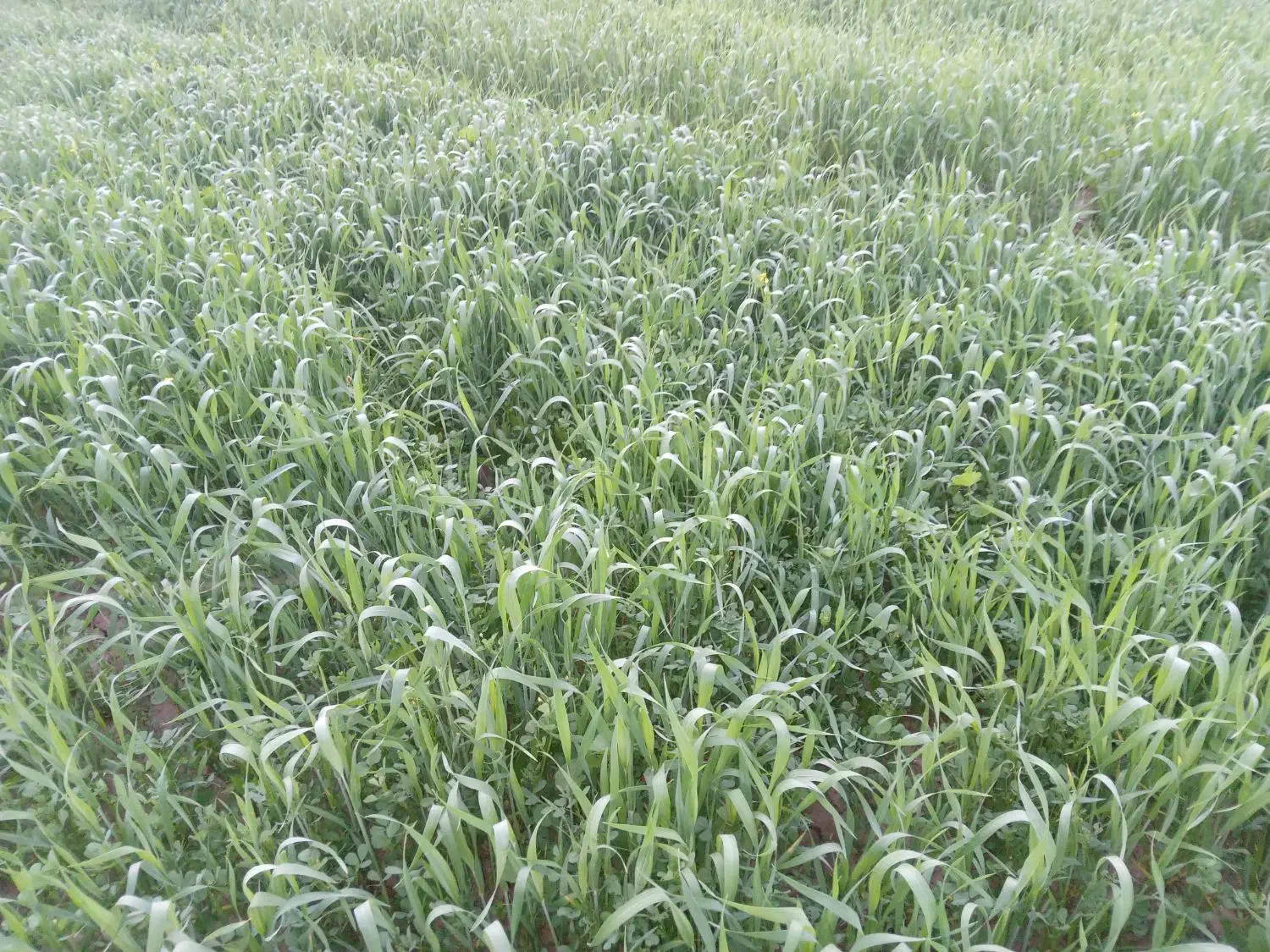 اجاره زمین کشاورزی|اجارهٔ دفتر صنعتی، کشاورزی، تجاری|شوشتر, |دیوار