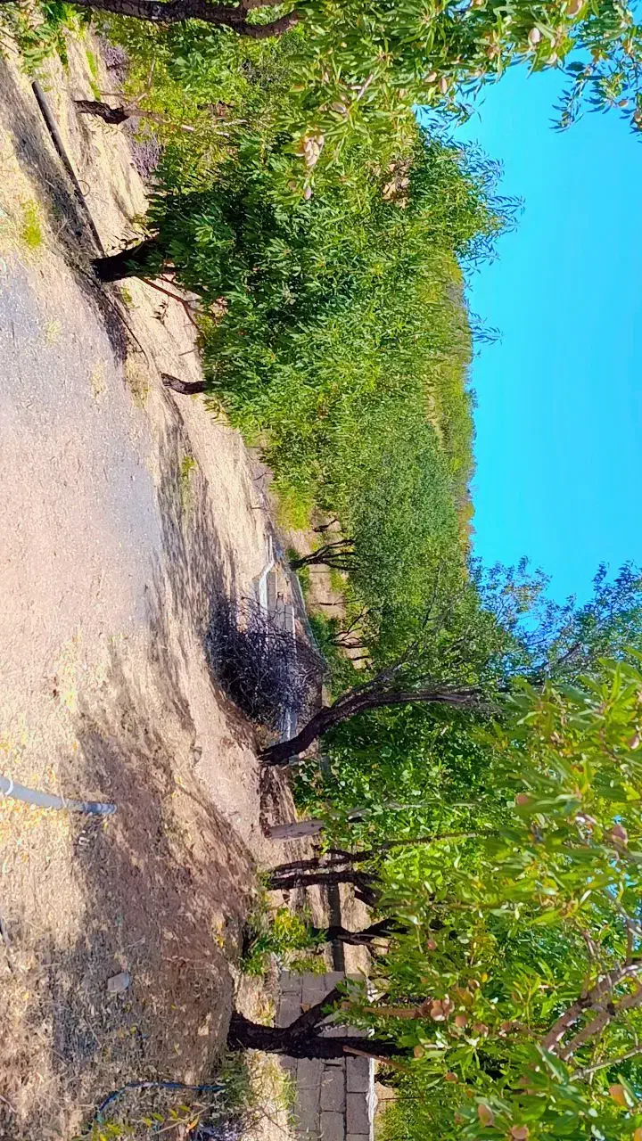 فروش باغ نزدیک پل زمانخان|فروش دفتر صنعتی، کشاورزی، تجاری|زاینده رود, |دیوار