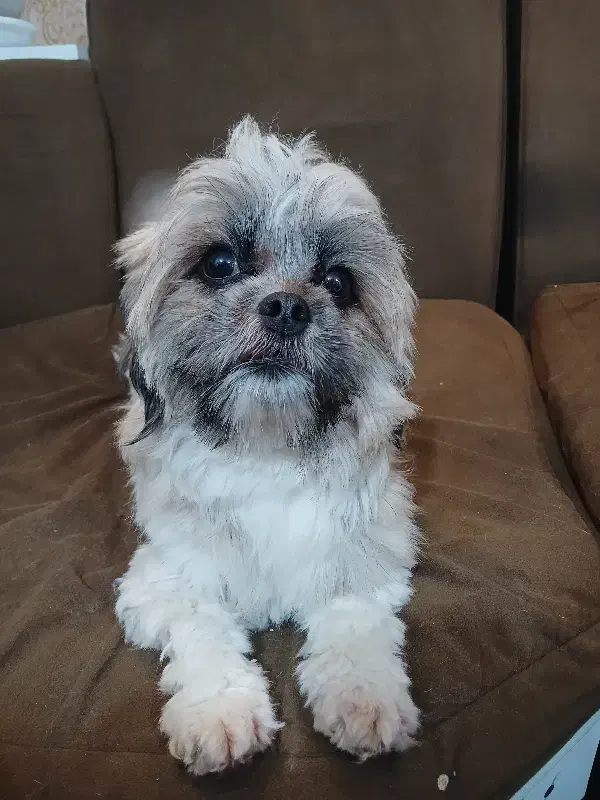 سگ نژاد شیدزو فلت|سگ|اهواز, منبع اب|دیوار