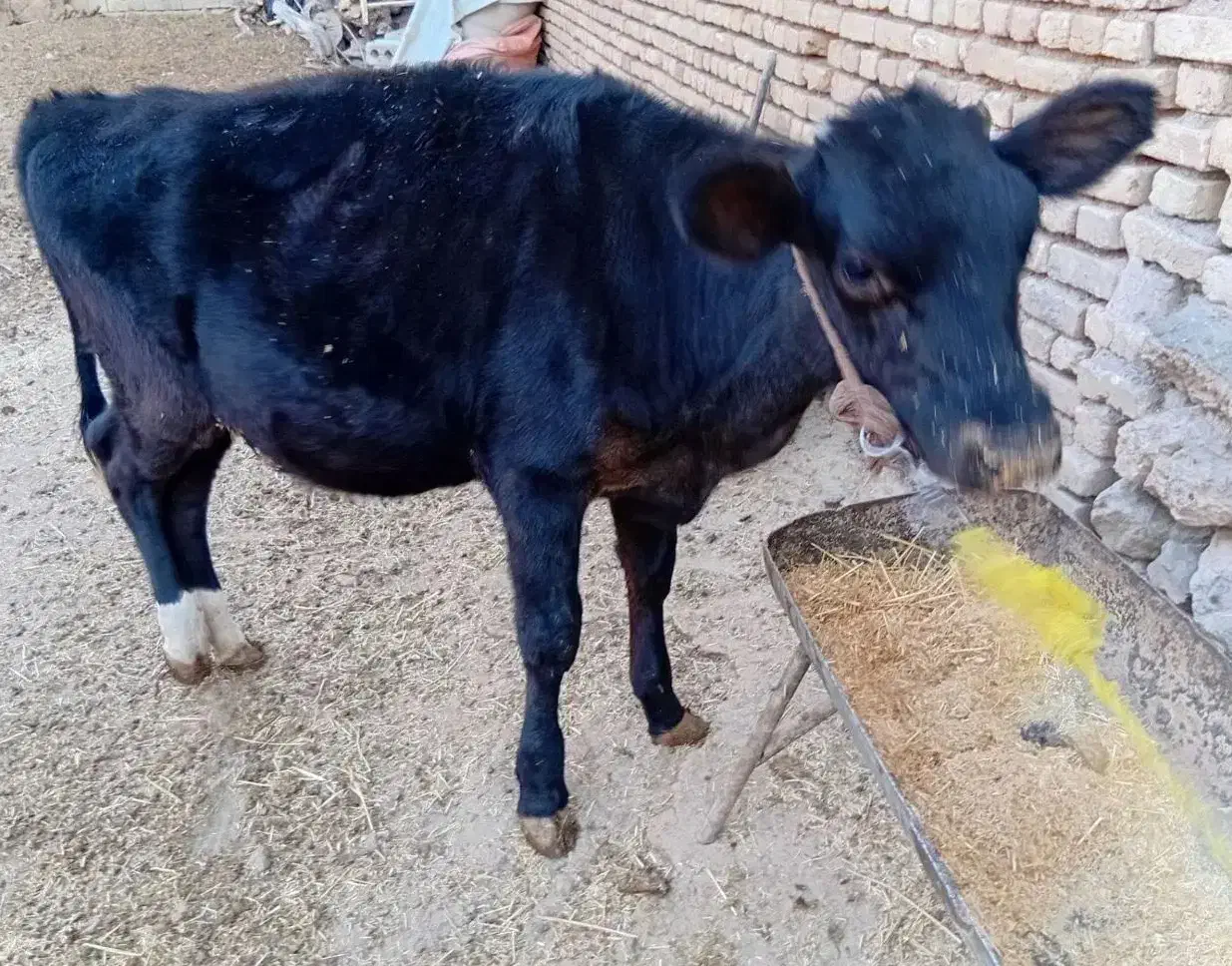 گوساله ماده 6 ماهه|حیوانات مزرعه|گلپایگان, |دیوار