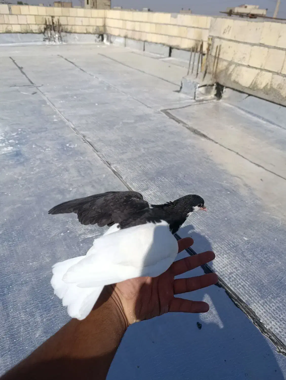 چپ خوشرنگ|پرنده|اسفرورین, |دیوار