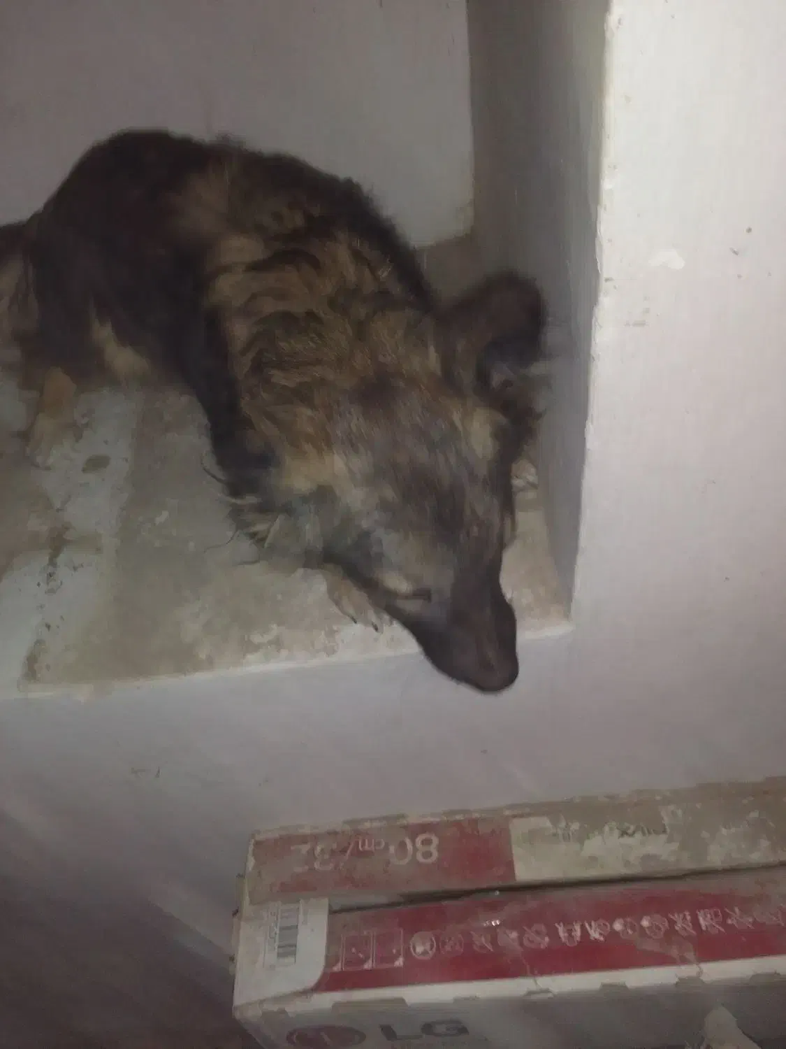 سگ پاکوتاه|سگ|مشگین شهر, |دیوار