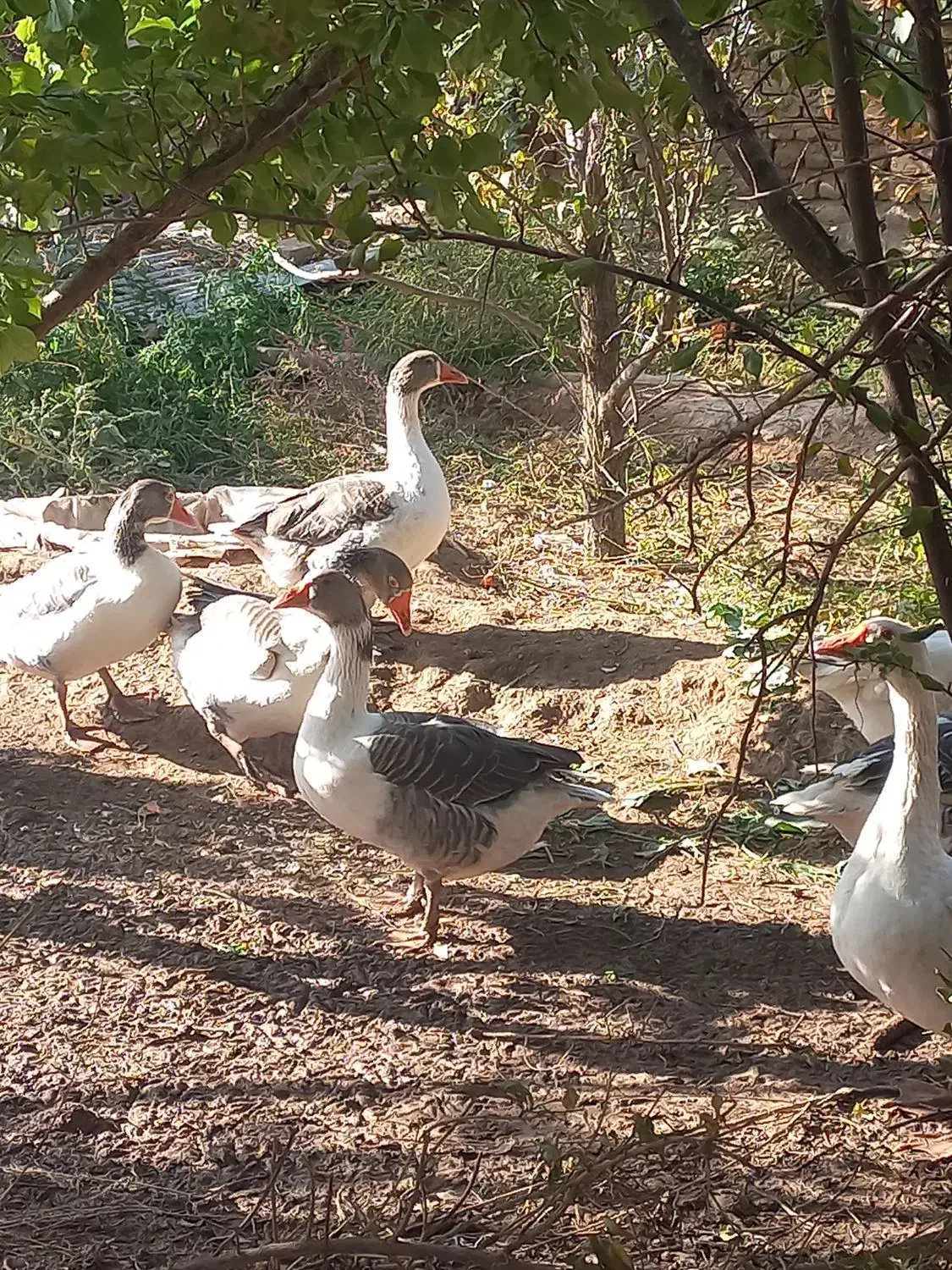 غاز|حیوانات مزرعه|شاهرود, |دیوار