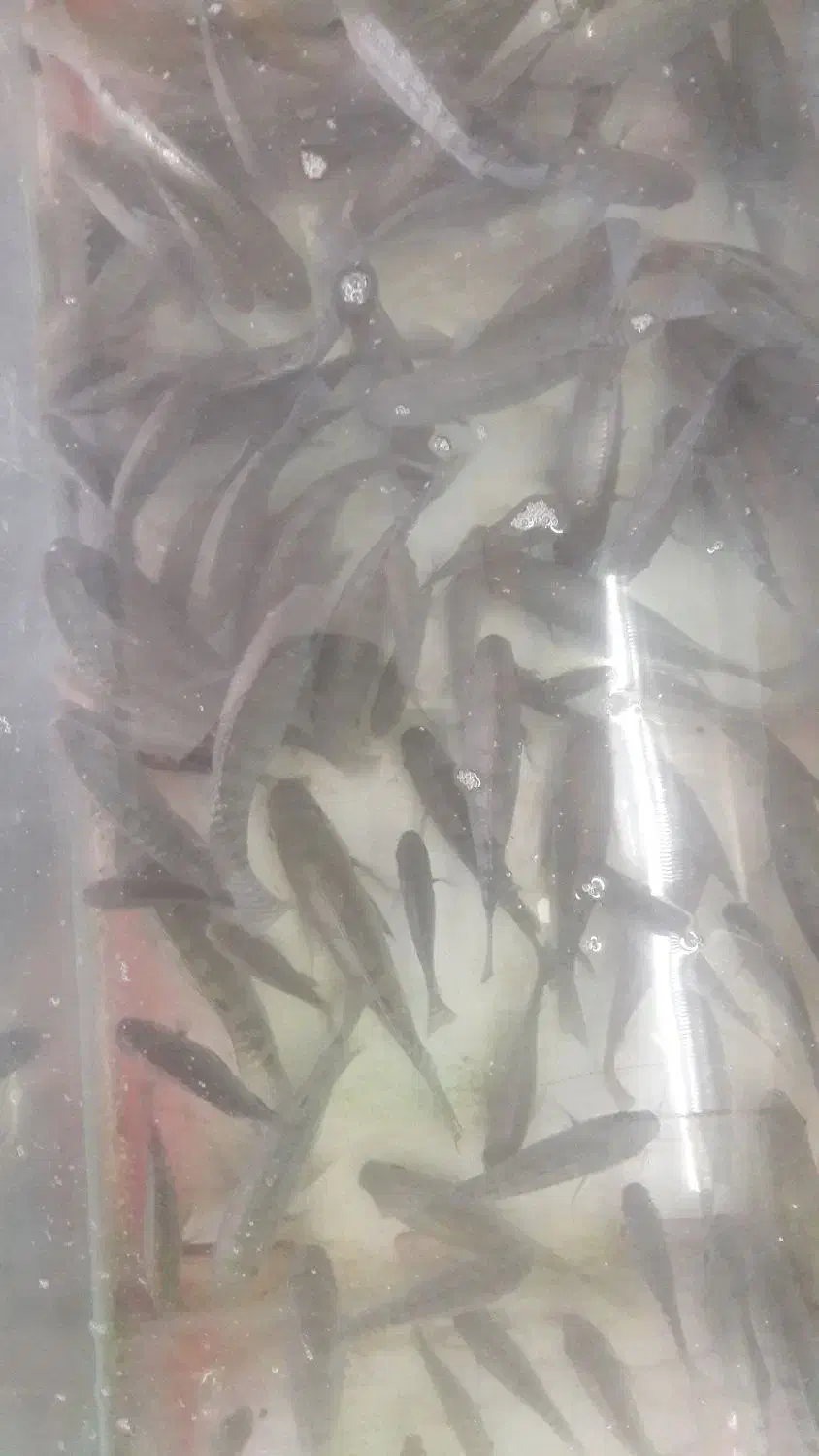 بچه ماهی تیلاپیا|ماهی|گرمسار, |دیوار