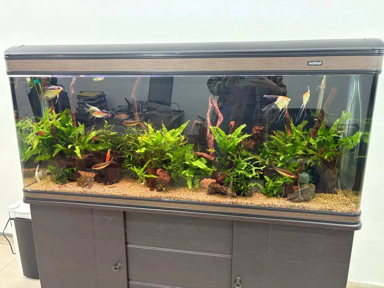 آکواریوم ۱۵۰ ماهیران|ماهی|اهواز, ۳۰ متری|دیوار